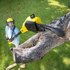 Best Arborist Consultation Services  in Robinson, TX