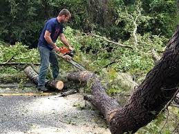Best Tree Health Inspection  in Robinson, TX