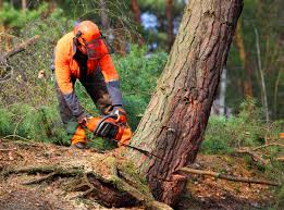 Best Pest Control for Lawns  in Robinson, TX