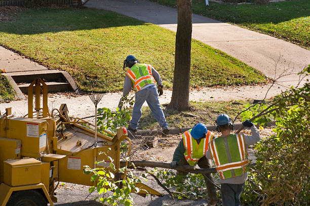Trusted Robinson, TX Tree Services Experts